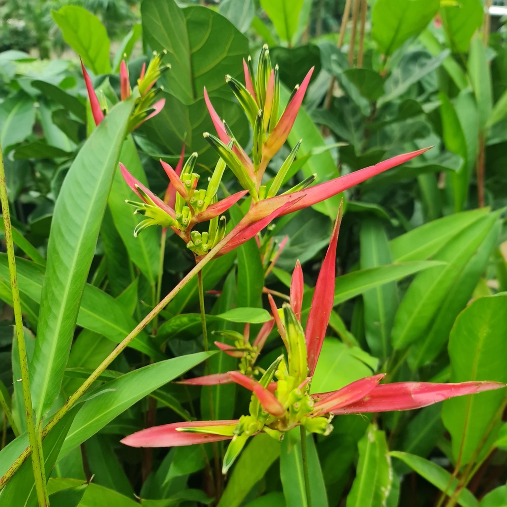 Lady diana, Heliconia psittacorum lady diana