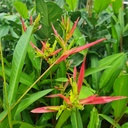 Lady diana, Heliconia psittacorum lady diana