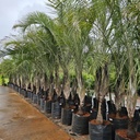 Triangle palm, Three-ranked palm, Triangular Palm, Dypsis decaryi