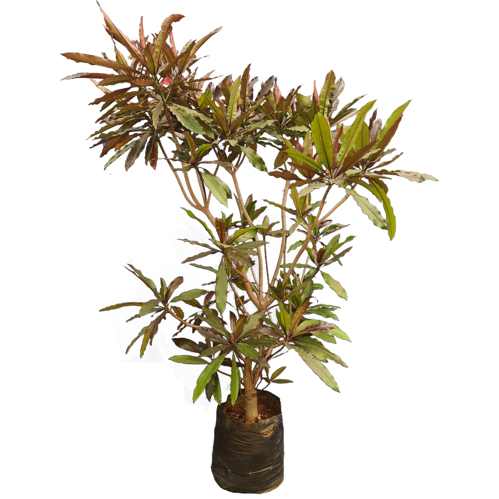 Red Pong Pong Tree, Cerbera odollam rubra