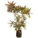 Red Pong Pong Tree, Cerbera odollam rubra