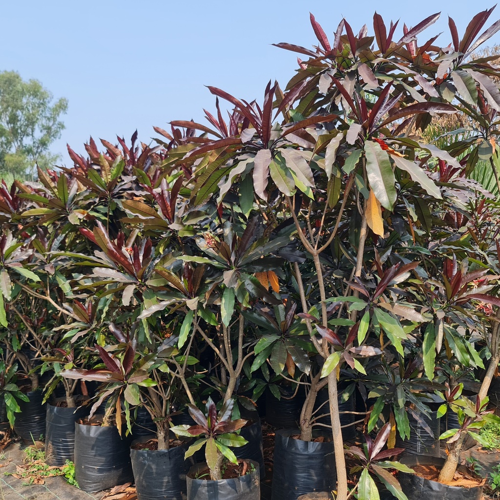 Red Pong Pong Tree, Cerbera odollam rubra