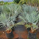 Silver Bismarckia Palm, Bismarckia nobilis 'silver'