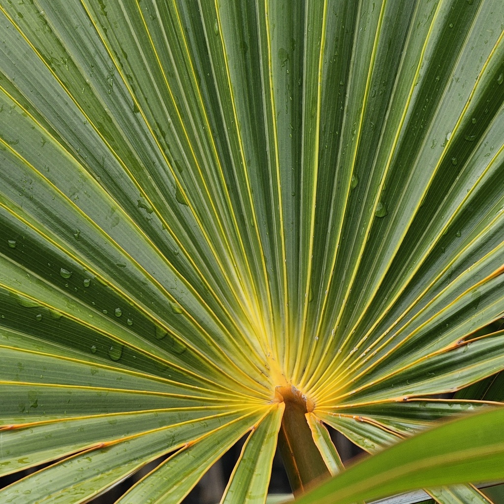 Yellow latan Palm, Latania verschaffeltii