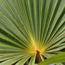 Yellow latan Palm, Latania verschaffeltii