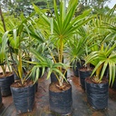 Yellow latan Palm, Latania verschaffeltii