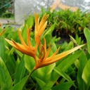 Golden torch, Heliconia psittacorum x spathocircinata