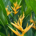 Golden torch, Heliconia psittacorum x spathocircinata