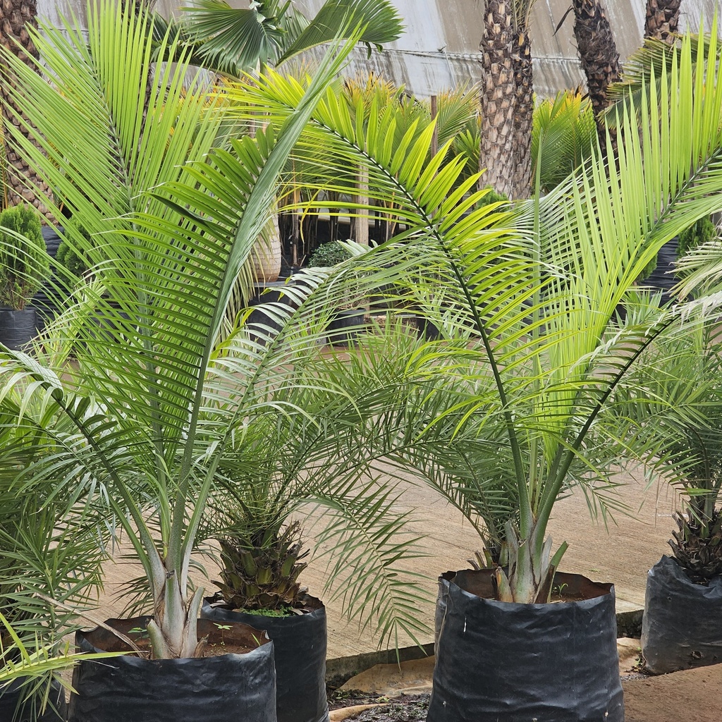 Majesty palm, Ravenea rivularis