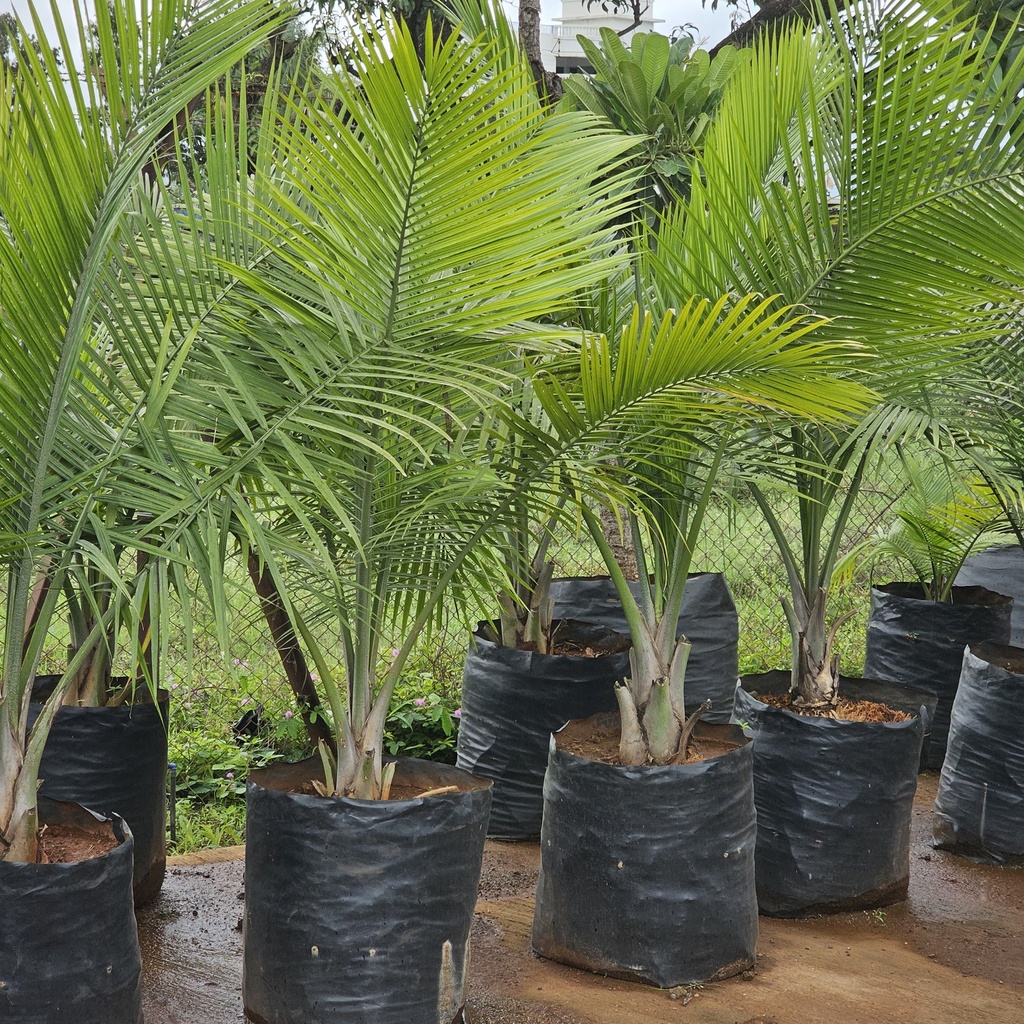 Majesty palm, Ravenea rivularis