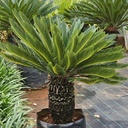 Sago palm, Cycas revoluta