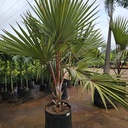 Red latan palm, Latania lontaroides