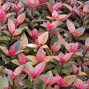 Eranthemum tricolor