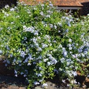 Chitrak, Cape leadwort, Plumbago auriculata