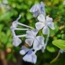 Chitrak, Cape leadwort, Plumbago auriculata