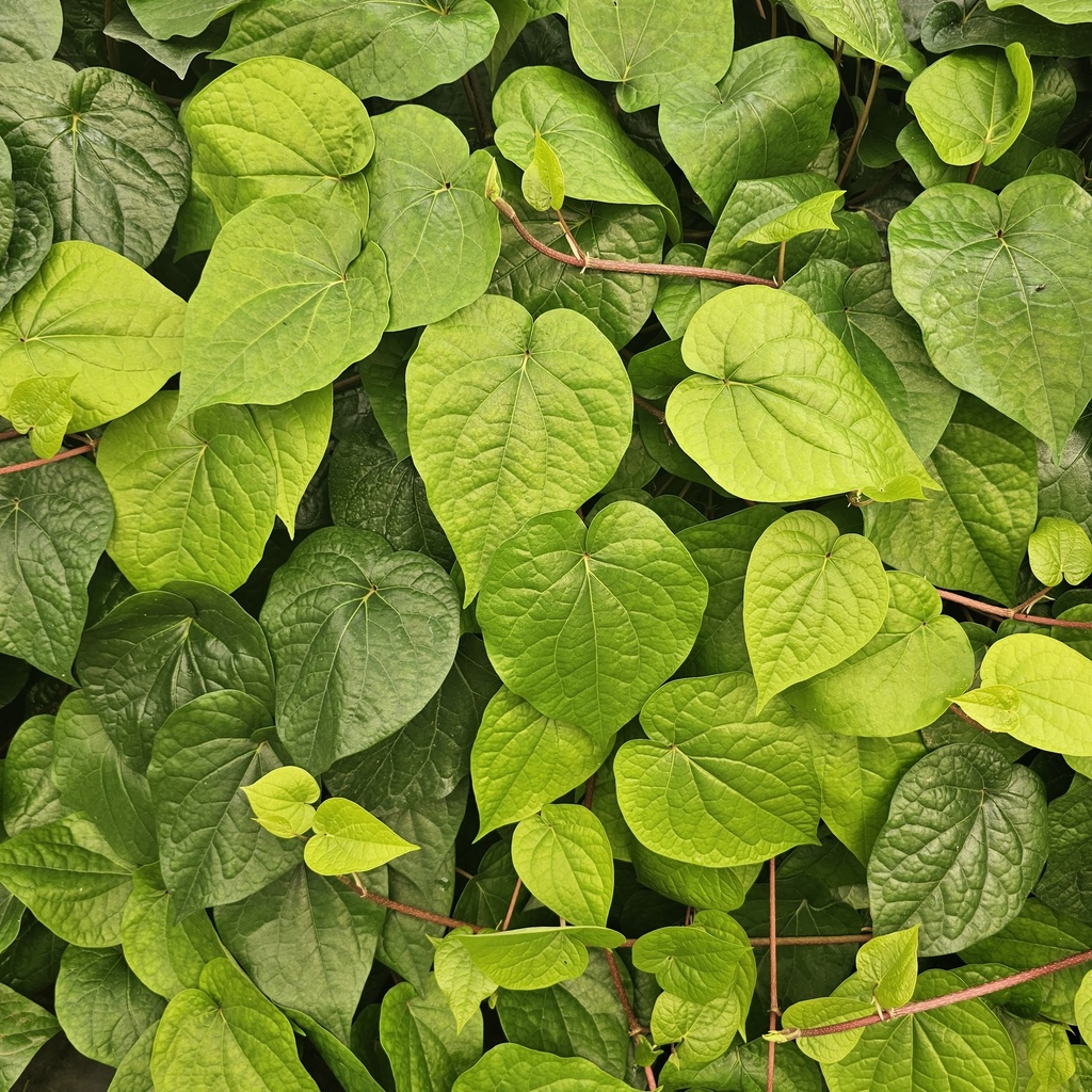 Kolkata paan, Piper betel