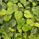 Kolkata paan, Piper betel