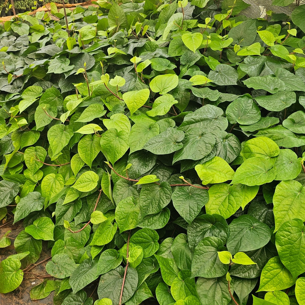 Kolkata paan, Piper betel