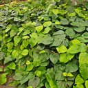 Kolkata paan, Piper betel