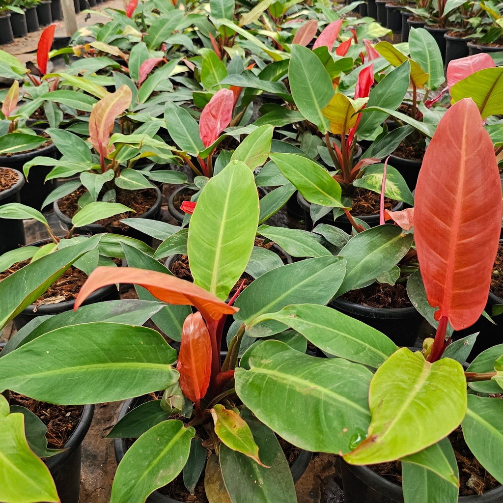 Philodendron sun red