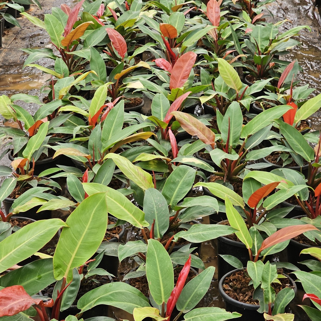 Philodendron sun red