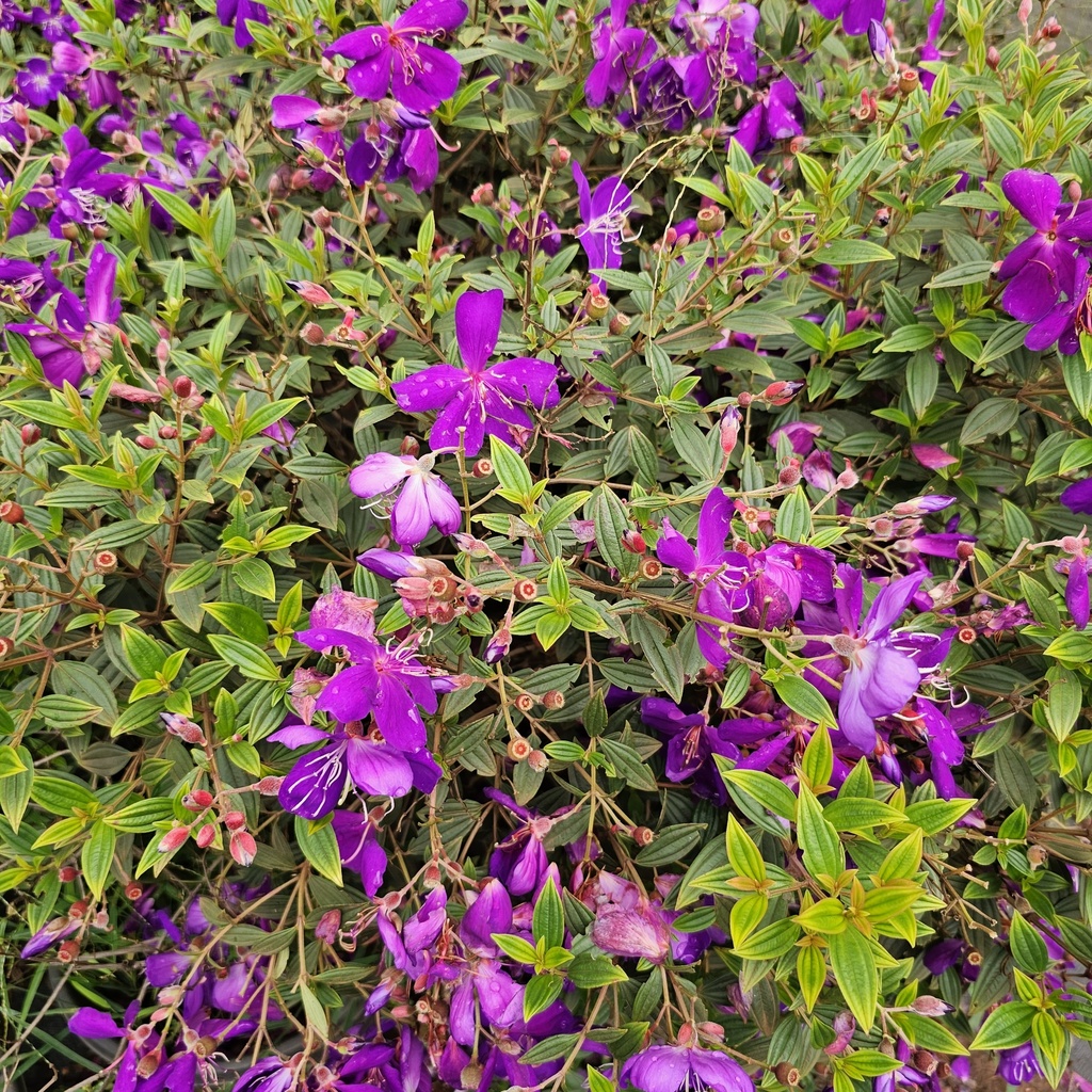 Purple melastoma, Malabar Melastome, Indian-rhododendron, Melastoma lepidota