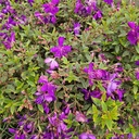 Purple melastoma, Malabar Melastome, Indian-rhododendron, Melastoma lepidota