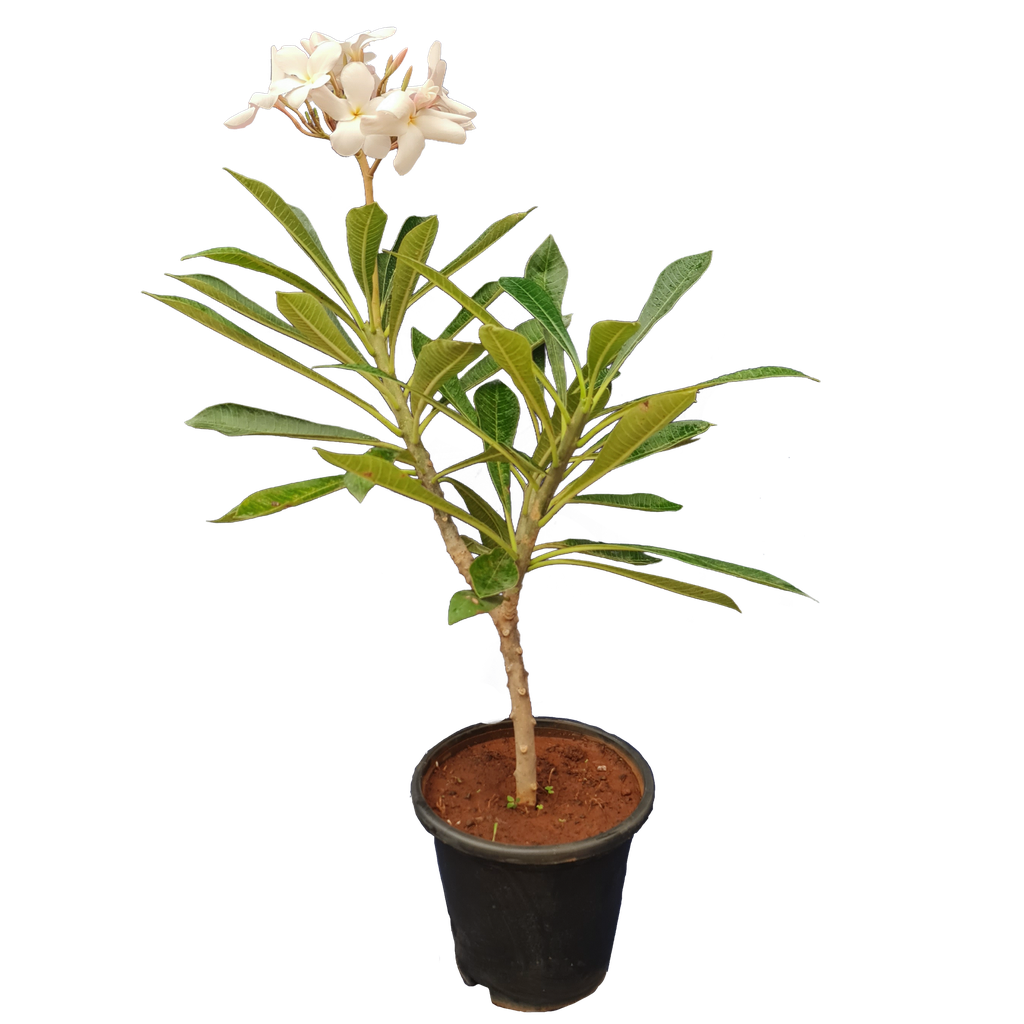 Nag Champa, plumeria pudica pink