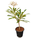 Nag Champa, plumeria pudica pink