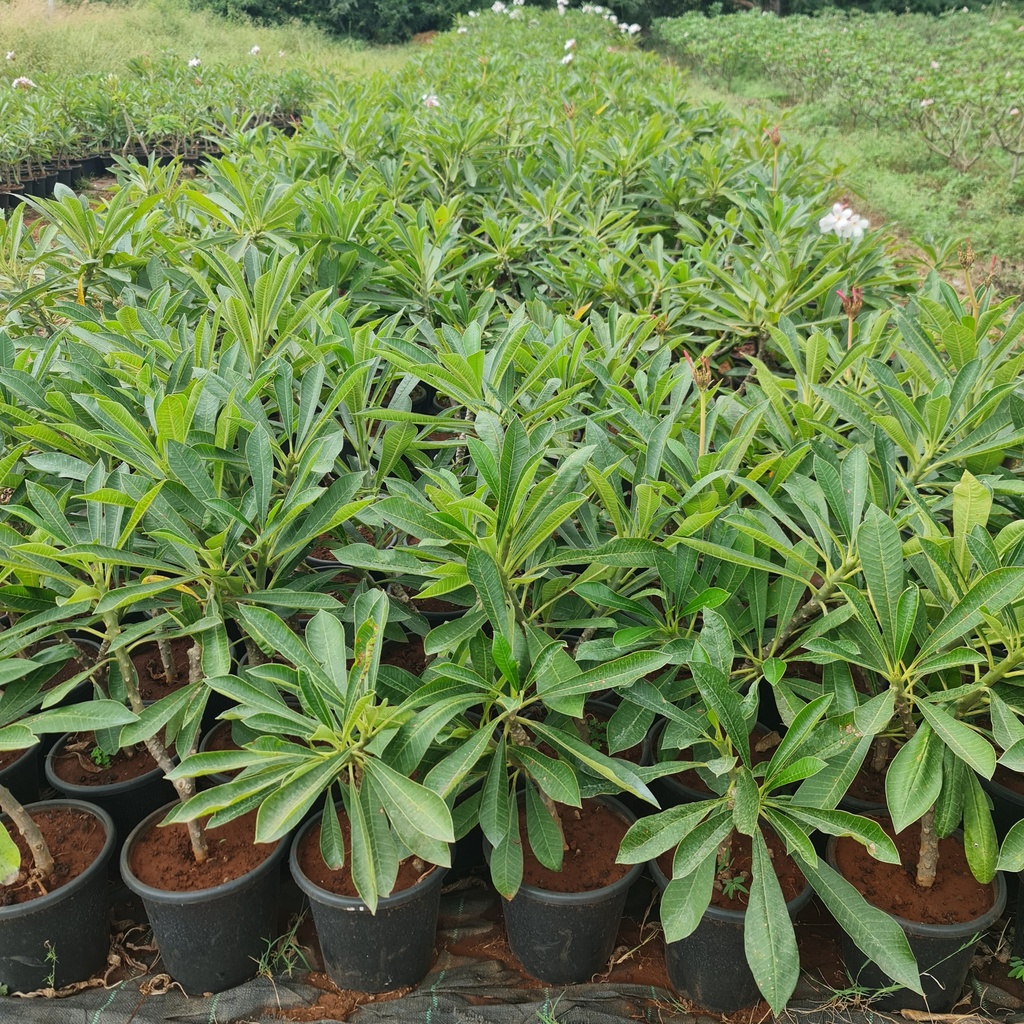 Nag Champa, plumeria pudica pink