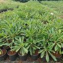 Nag Champa, plumeria pudica pink