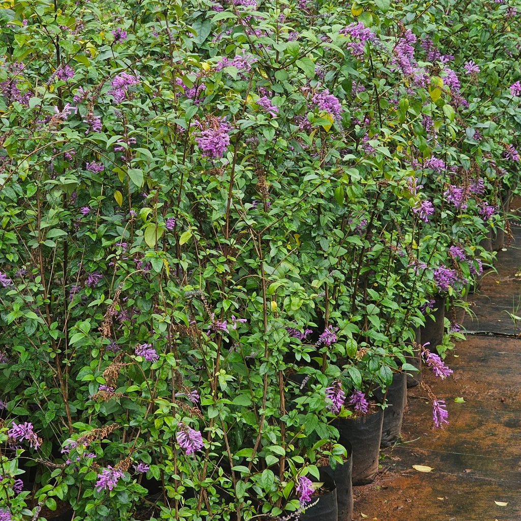 Butterfly bush, Buddleja davidii