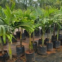 Manila palm, Adonidia merrillii