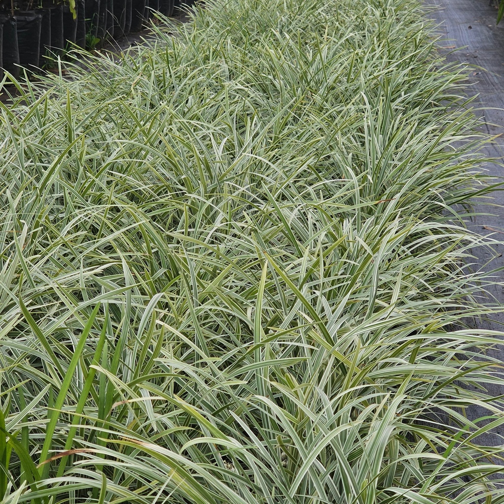 Ribbon grass, Ophiopogon jaburan 'Vittatus'