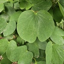 Kanchan, Apta, Purple Orchid Tree, Bauhinia purpurea