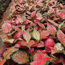 Aglaonema red valentine