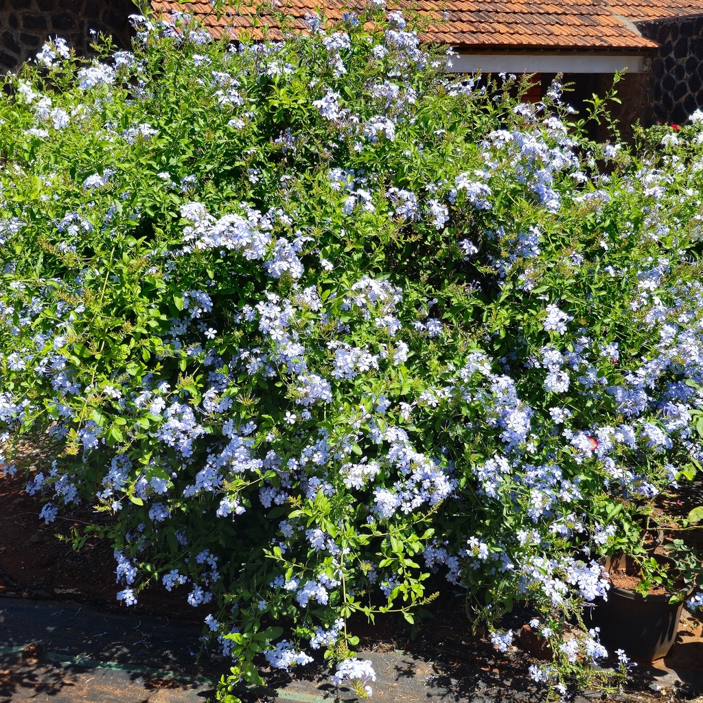 Chitrak, Cape leadwort, Plumbago auriculata