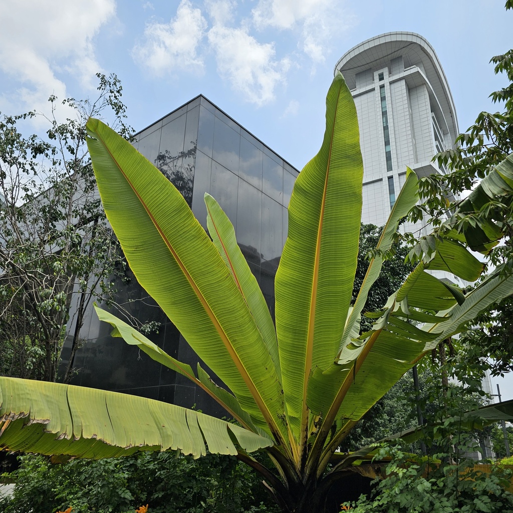 False banana,Ornamental banana, Musa Ensete Ventriocosum