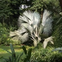 Silver Bismarckia Palm, Bismarckia nobilis 'silver'