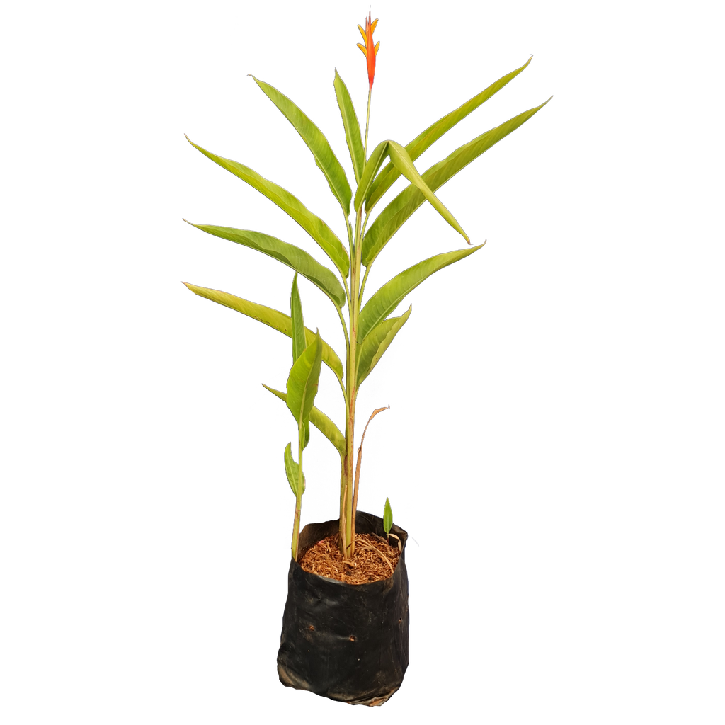 Fire flash, Heliconia fire flash