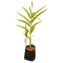 Fire flash, Heliconia fire flash