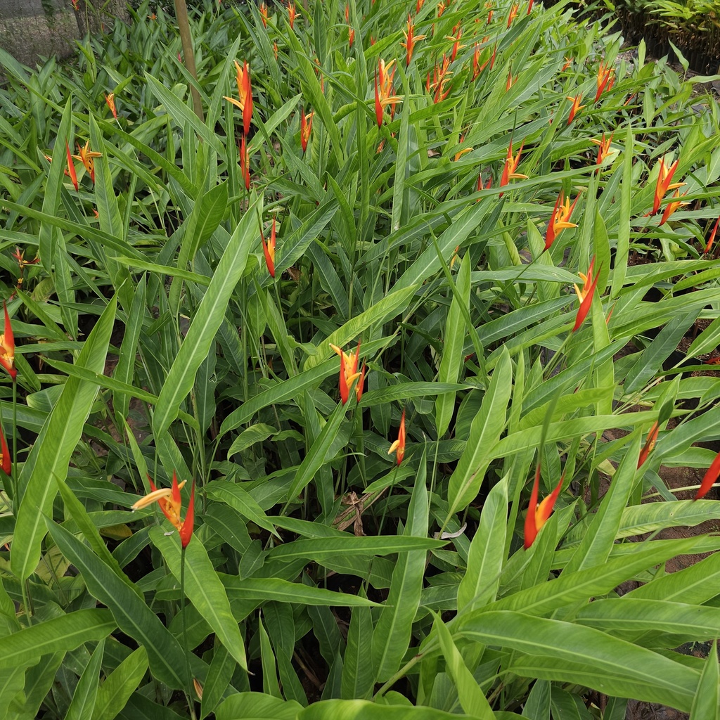 Fire flash, Heliconia fire flash