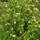 Mussaenda Lutea, Yellow Mussaenda , Pseudomussaenda flava