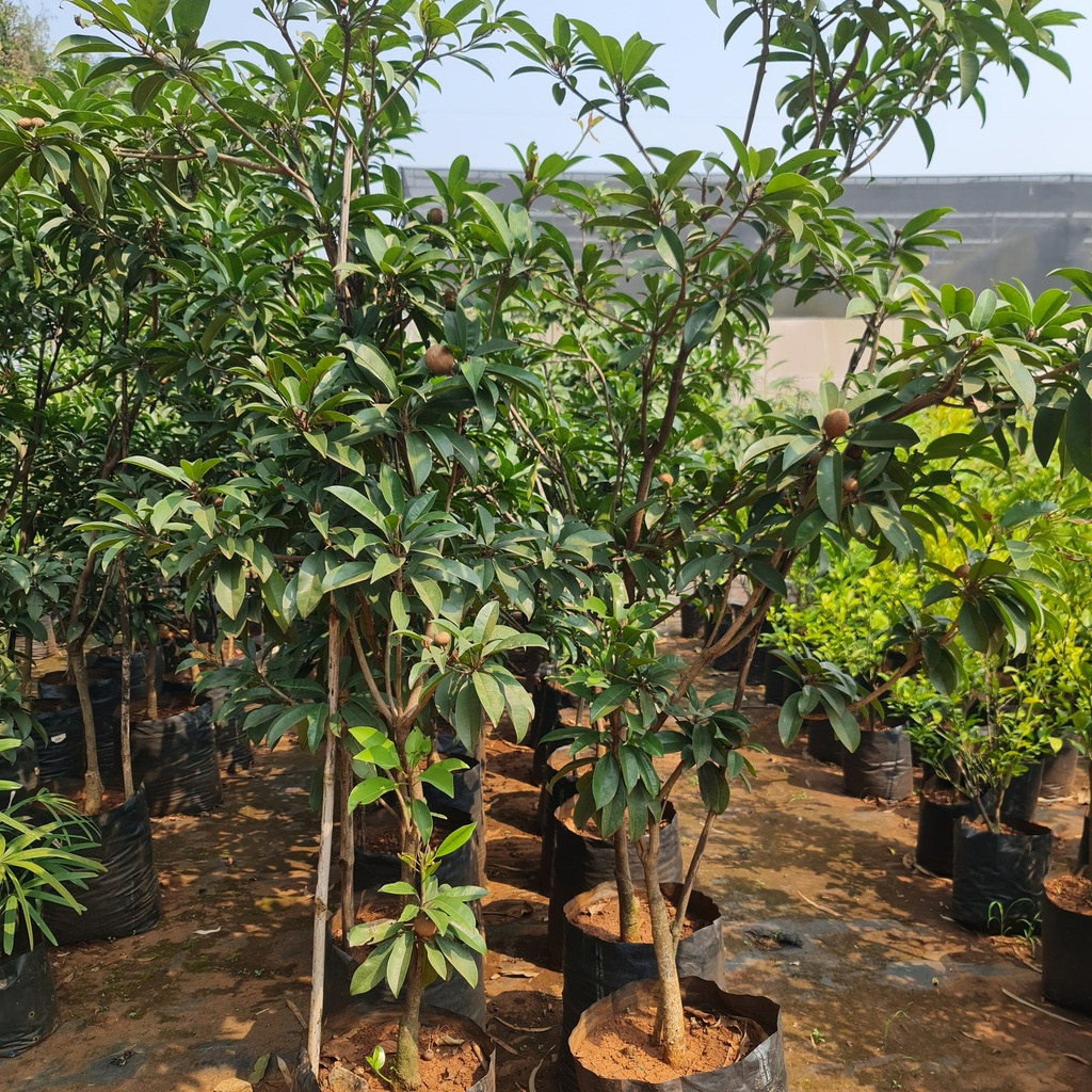 Chickoo, variety Kalipatti, Achras zapota, cultivator kalipatti