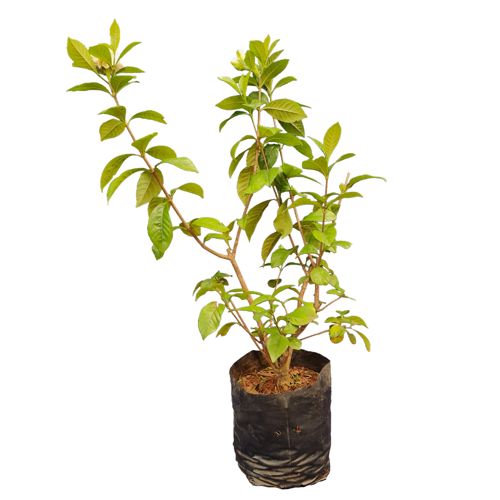 Ananta, Gardenia jasminoides ‘Radicans’