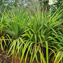 Screw pine, Pandanus utilis