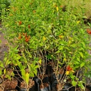 Rabbit ears, Ruttya fruticosa