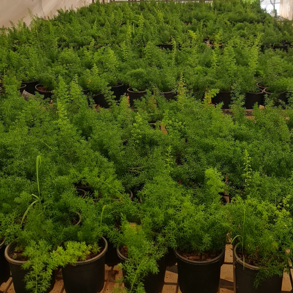 Meyeri fern, foxtail fern, Asparagus densiflorus