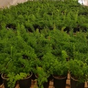 Meyeri fern, foxtail fern, Asparagus densiflorus