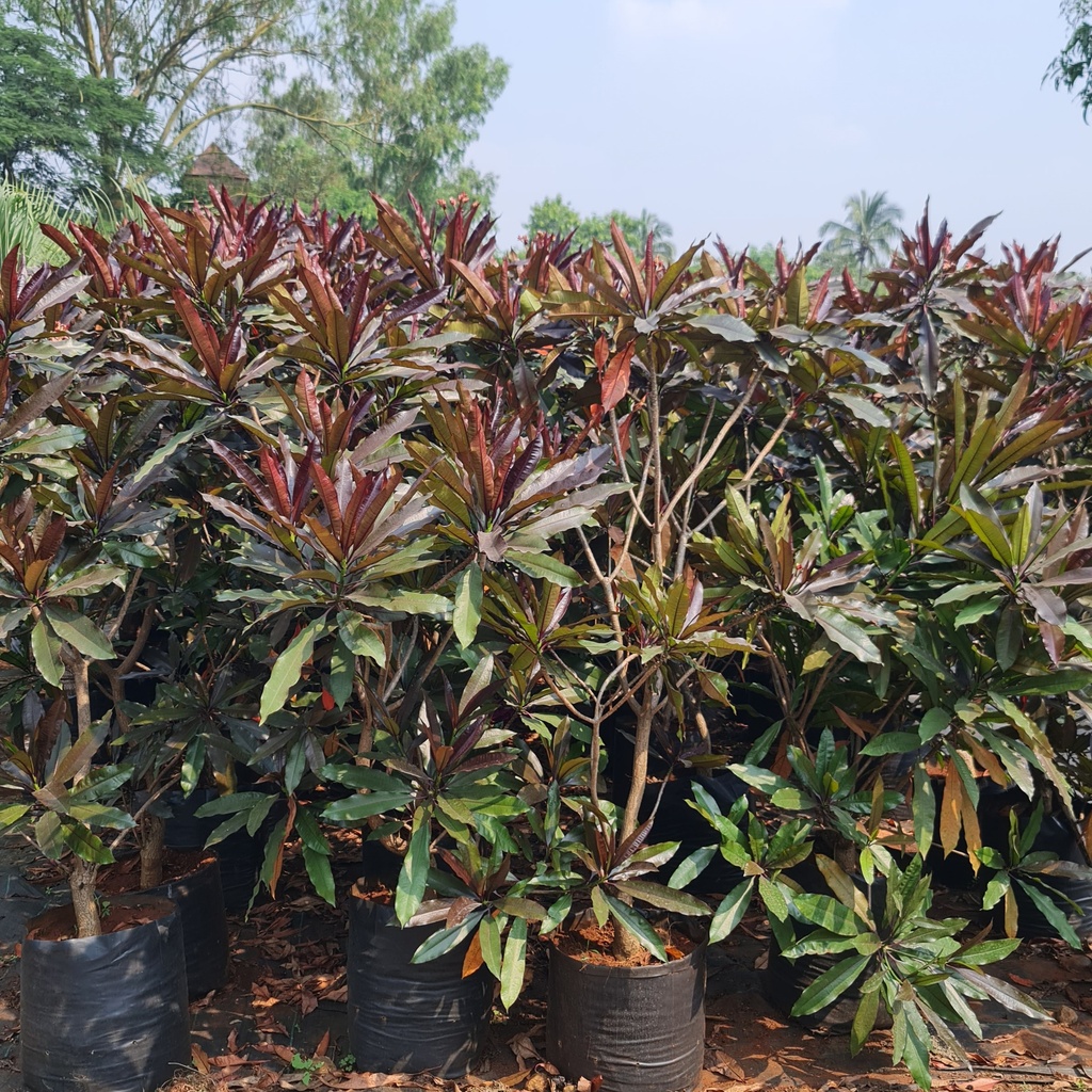 Red Pong Pong Tree, Cerbera odollam rubra